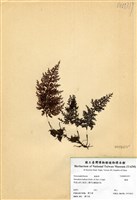 藏品(蕗蕨)的圖片
